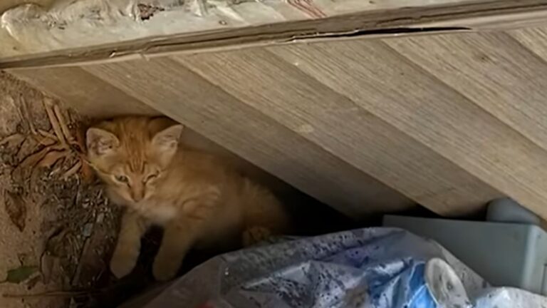 North Carolina Man Finds Tiny Kitten In His Yard, Living Its Last Moments On A Pile Of Trash