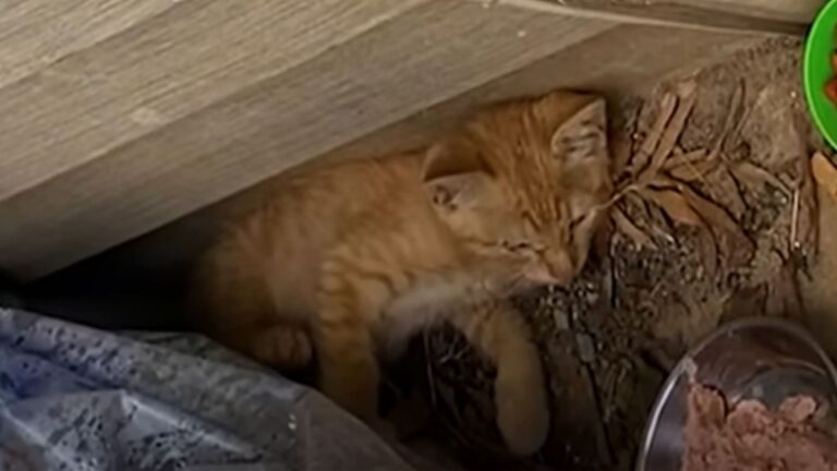 North Carolina Homeowner Saw Kitten Lying Motionless In Trash And Immediately Knew This Was Bad