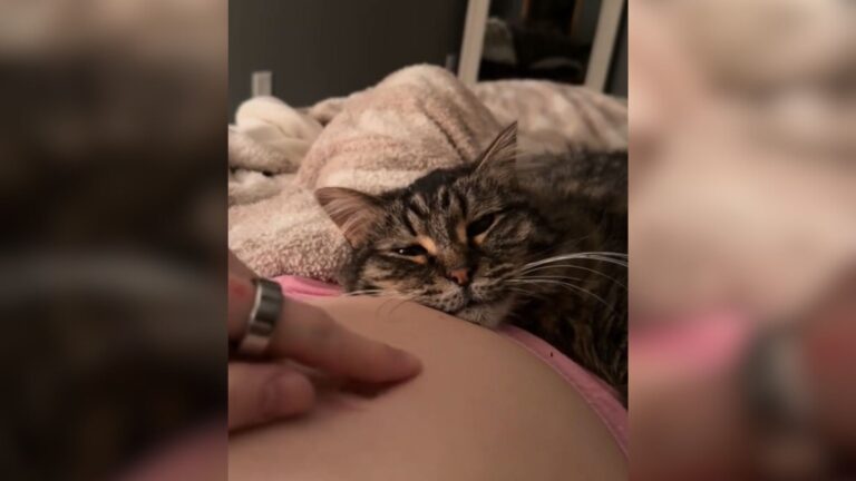 South Dakota Woman Captures Her Cat’s Reaction To Her Pregnancy And The Moment Melts Hearts