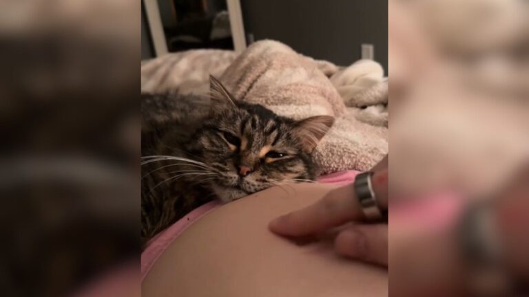 South Dakota Woman Films Her Cat’s Reaction To Her Pregnancy And The Moment Is So Heartwarming