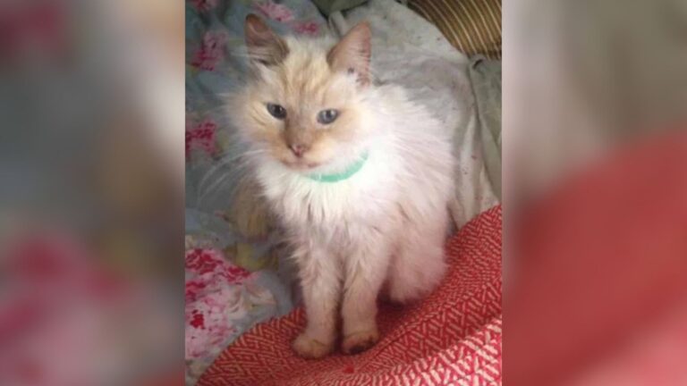 Given Up After Owner’s Passing, 17-Year-Old Cat Gets Another Chance At Love In Texas