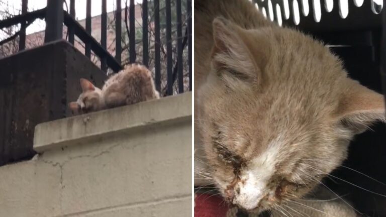 Tiny Kitten With Eyes Sealed Shut And Crusted With Blood Shakes On NY Ledge As World Speeds By