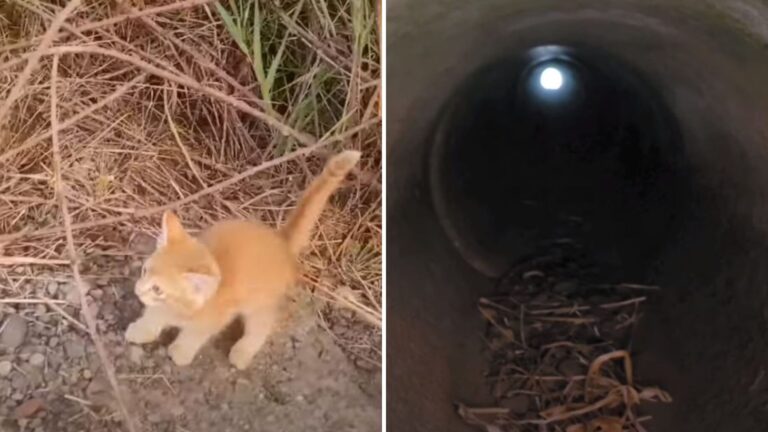 Washington Couple Finds Kitten By The Roadside, Then Makes Heartbreaking Discovery In The Grass