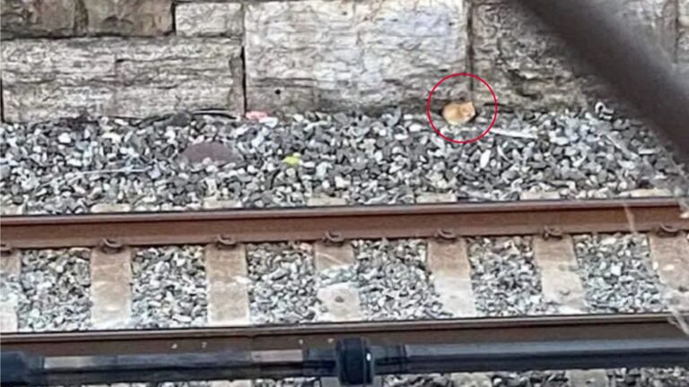 Desperate Cries Near NYC Station Tracks Lead Woman To A Heartbreaking Discovery