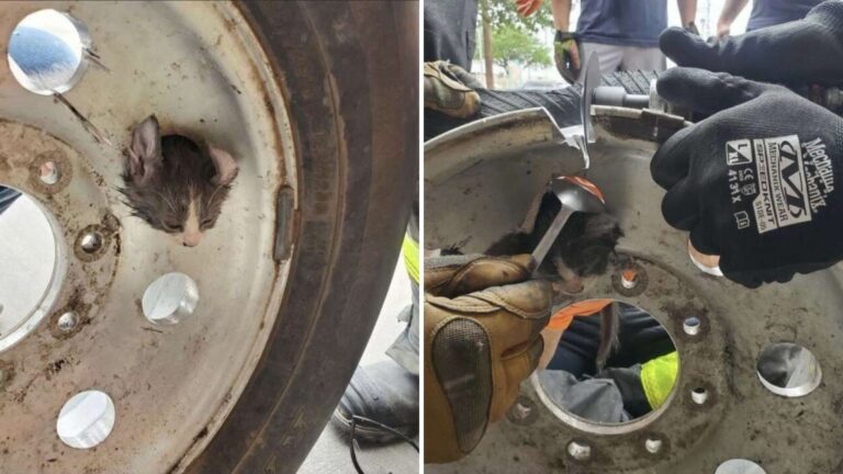 Texas Kitten Stuck In Tire Rim For 2 Days Forces Rescuers Into Risky Operation To Set Him Free