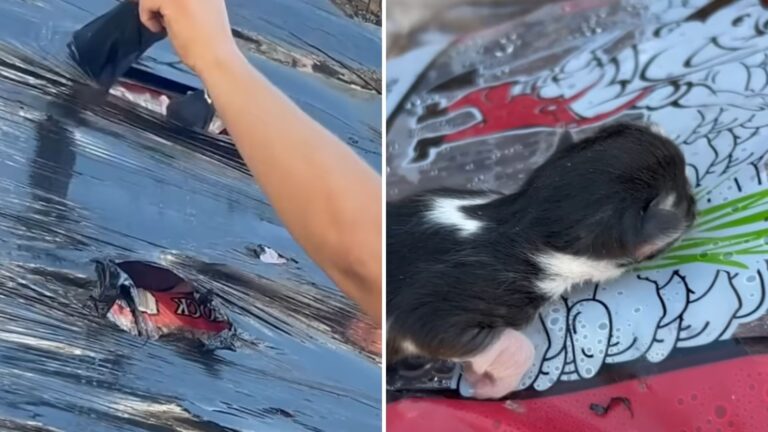 Michigan Couple Checking Wrapped Lava Rocks At Menards Suddenly Hears Tiny Cries From Inside