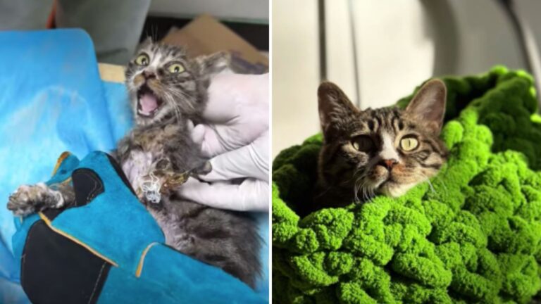 Tiny Kitten Survives A Terrifying Dog Attack And Finds His Happily Ever After In New Hampshire