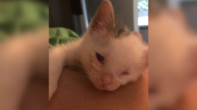 Colorado Team Found Three Tiny Kittens In Bear’s Den, But One Immediately Raised Concern