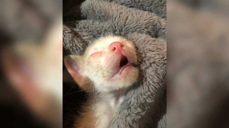 Colorado Team Finds Three Tiny Kittens In Bear’s Den, Then Realizes Something’s Wrong With One