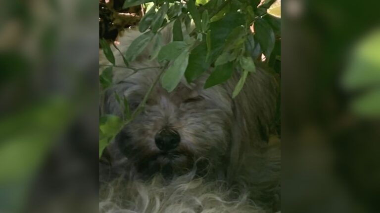 LA Woman Spots A Small White Face Peeking Out From Bushes And Her Heart Shatters On The Spot