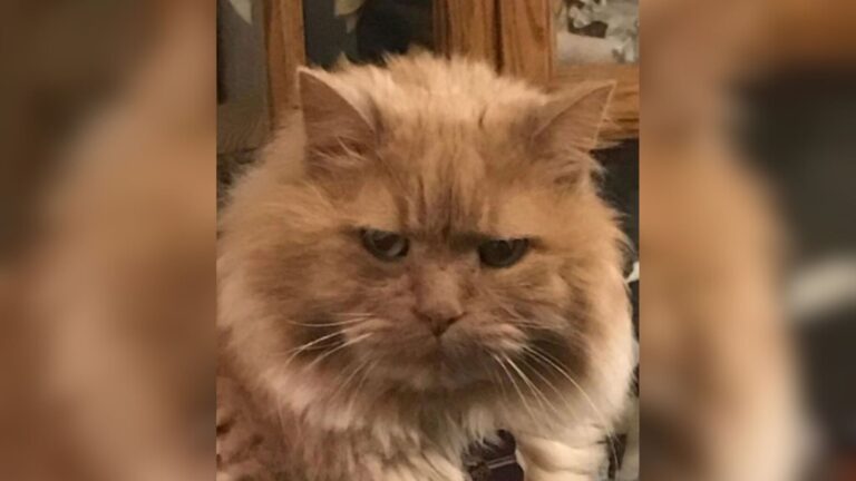 NY Woman Adopts The Least Adoptable Shelter Cat And It Brings Her Something She Never Expected