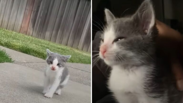 California Man Rescues Shivering Kitten He Found On The Curb And It Changes His Life Forever