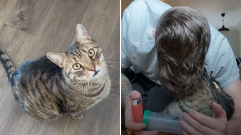 New Mexico Man Brings Cat To Vet For Persistent Cough Only To Receive Devastating Diagnosis