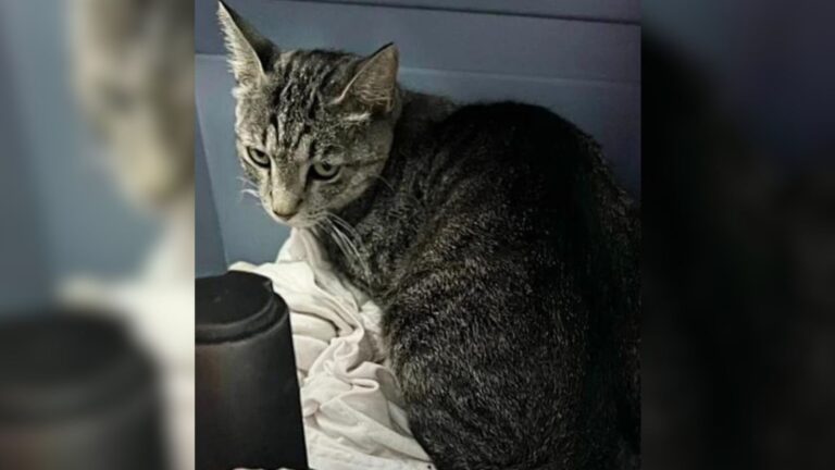 Las Vegas Shelter Staff Find A Crate Outside Their Door And Face A Heartbreaking Abandonment