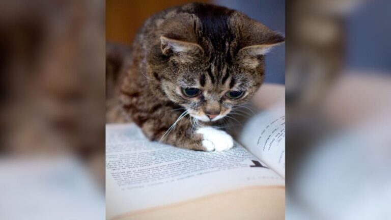 Man Finds Unique Cat Hidden In Old Tool Shed In Indiana And Realizes Just How Special She Is