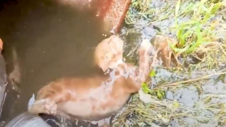 NY Man Hears Strange Sounds From Water Drum And Realizes Someone Inside Cries For Help