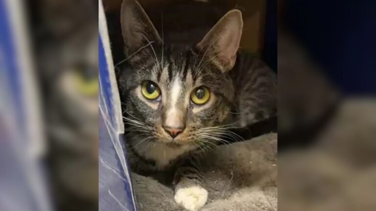 Passerby Followed Distressed Cries In New York Park And Their Heart Shattered On The Spot