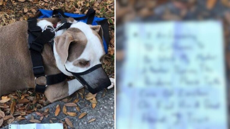 Florida Man Finds Neighbor’s Dog Tied To A Tree, A Note Next To Him Reveals A Sad Truth