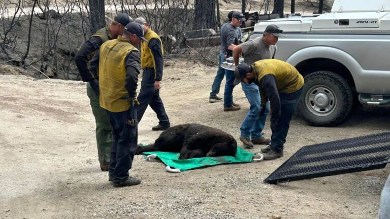 Nevada Local Spots A Badly Injured Bear During A Wildfire With Time Quickly Running Out