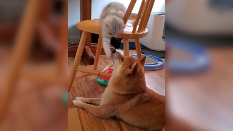 California Dog Gets A New Cat Sibling And You Won’t Believe The Bond That Blossomed