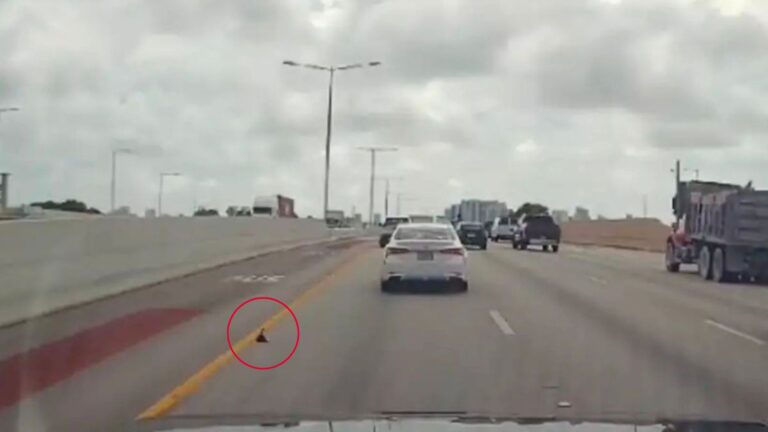 Driver Sees A Black Speck Tumbling Across Florida Highway And Pulls Over To Check