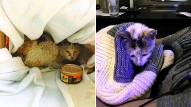 Cat Rescued From Florida Junkyard Covered In Oil And Filth Gets Warm Lap To Rest Her Tired Body