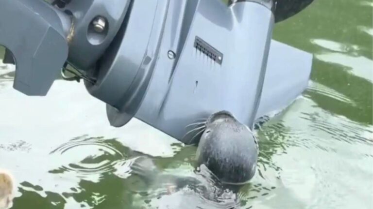 Maine Boaters See A Gray Blob On Their Engine And Realize It’s A Baby Animal Trying To Nurse