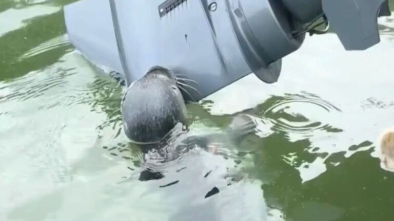 Maine Boaters Spot A Gray “Blob” On Their Engine, Then Look Closer And Can’t Believe What It Is