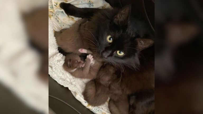 California Rescuers Amazed To Find Mama Cat With Her Four Rare ‘Cinnamon’ Kittens
