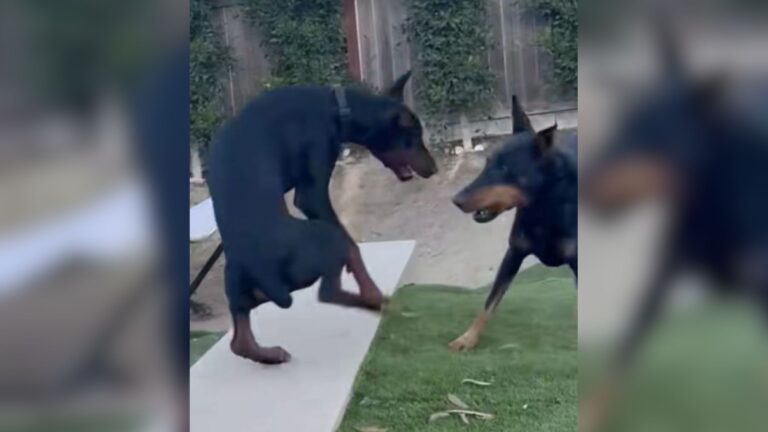 California Man Starts Filming His Dobermans Playing, What Happens Next Leaves Him In Shock