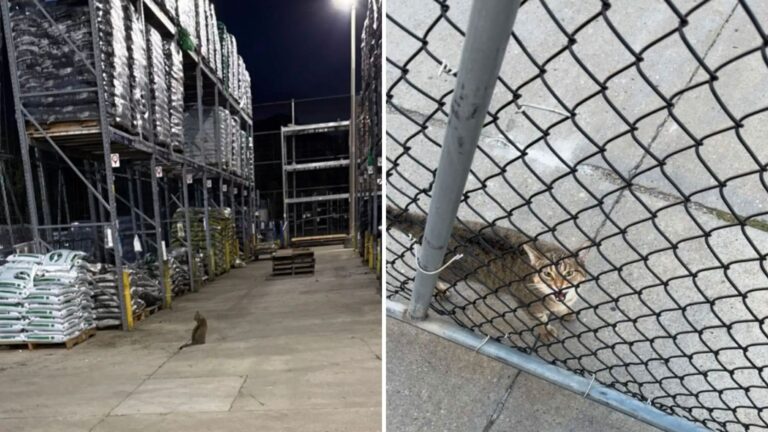 Indiana Man Finds A Cat Wandering Through Lowe’s And Makes An Urgent Call To His Girlfriend