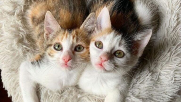 North Carolina Man Finds Tiny Kittens Abandoned In Parking Lot, Their Next Moments Melt Hearts