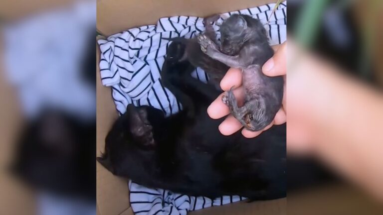 Ohio Man Finds Cats Dumped In A Box On A Vacant Lot, But A Closer Look Leaves Him Heartbroken