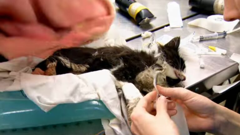 Virginia Man Found Motionless Kitten On The Ground And Everything Else Didn’t Matter Anymore