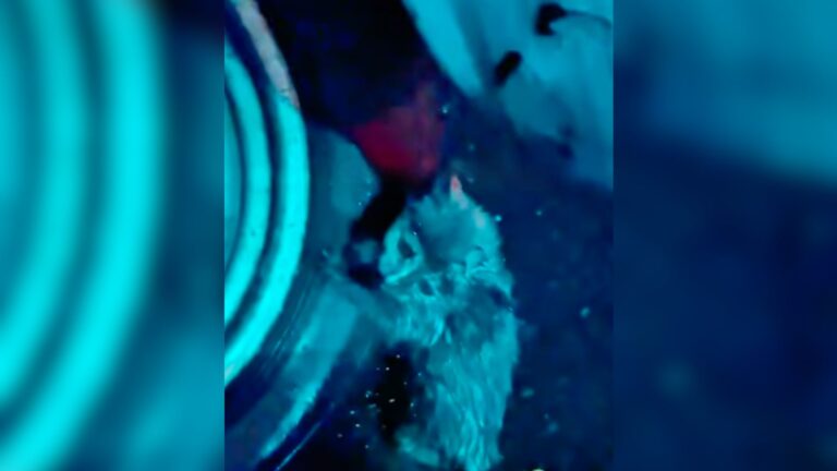 LA Man Hears A Weak Cry At 2 AM On A Rainy Night And Follows It To A Garbage Truck