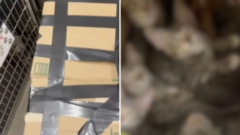 Washington Man Sees A Box Near His Driveway, Gets A Strange Feeling, And Decides To Investigate