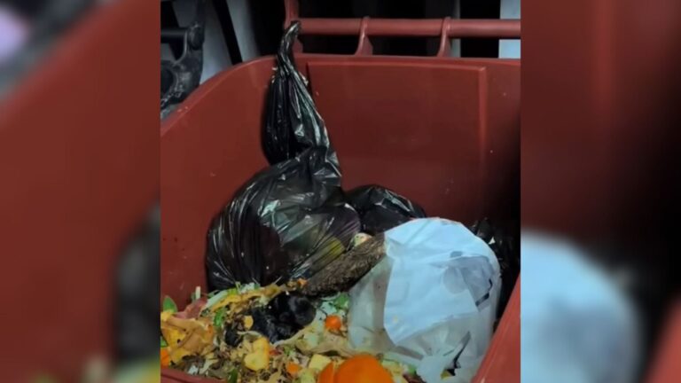 California Man Checks Trash Can After Hearing Faint Sounds And Braces For What Comes Next