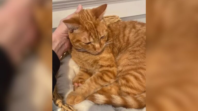 Los Angeles Man Refuses To Give Up On A Hissing Cat And The Outcome Is Incredible