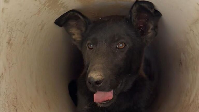 California Man Tracks Mysterious Sounds To A Drain, The Next Moment Takes Him By Surprise