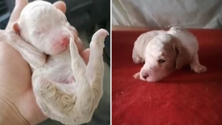 NY Man Sees Newborn Puppy Crying On The Roadside And Discovers Something Devastating