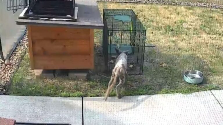 Minnesota Man Spends 2 Weeks Catching An Odd Creature In His Yard, But Has No Idea What It Is