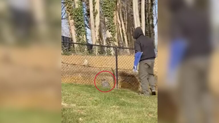 New York Man Spots A Strange Lump Near His Fence And Can’t Believe The Little Creature He Finds