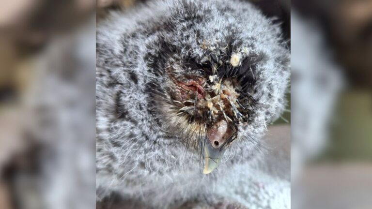 Pennsylvania Man Spots A Motionless Figure Lying By The Roadside And Chooses To Stop