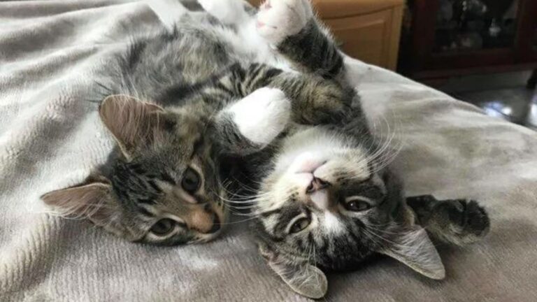 Woman Visits Boston Shelter To Adopt A Kitten, But What Happens Next Was Not Part Of The Plan