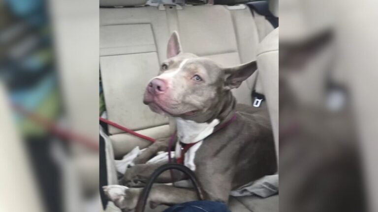 Woman Adopts Two Dogs From Philadelphia Shelter, Then One Email Makes Her Rush Back