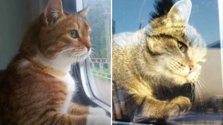 Michigan Cat Falls Asleep In Train Next To His Humans Only To Wake Up To A Shocking Abandonment