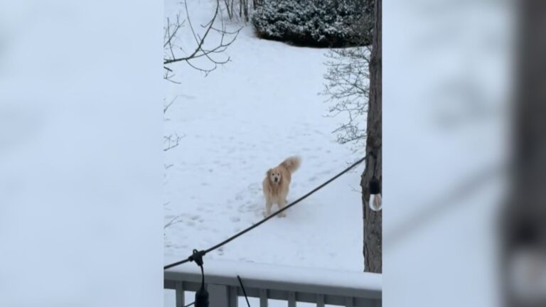 Michigan Woman Sees A Dog Barking Outside Her Home And Melts When She Understands The Message