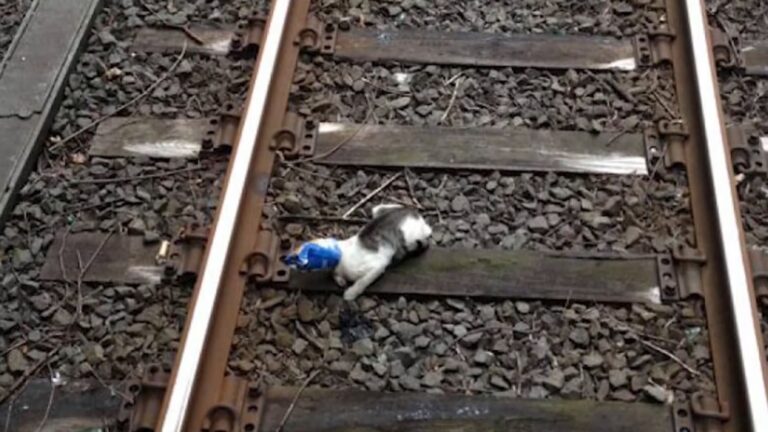 Minnesota Train Driver Makes Split-Second Stop When He Sees Little Shape On The Tracks Ahead