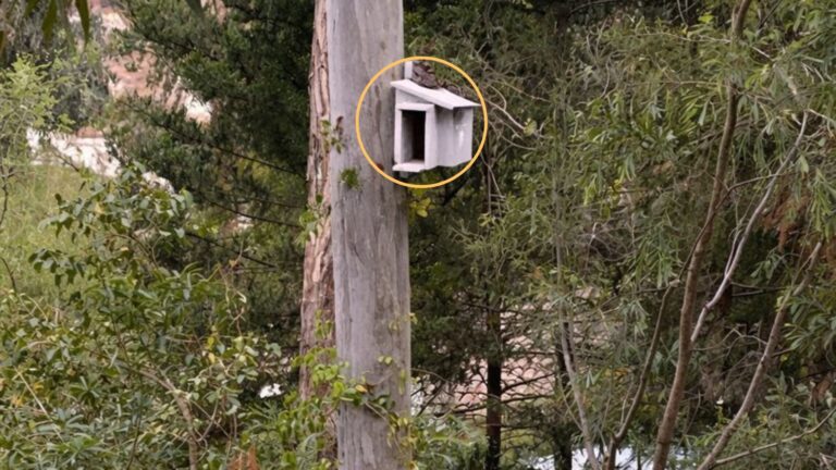 Georgia Man Taken By Surprise After Discovering Who Moved Into His Owl Nesting Box