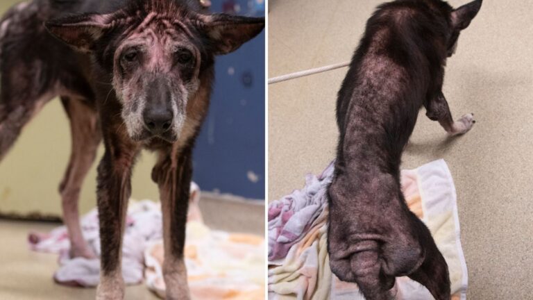 Neglected Dog Arrives At Missouri Shelter And Staff Can’t Process What They See